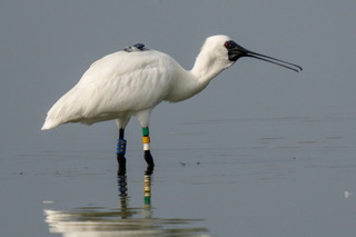 N44野放黑琵再現蹤嘉義 鳥友連2年同地尋獲歎奇緣