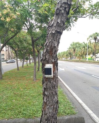 高雄市試辦樹木傾斜監測系統  全天候風險控管