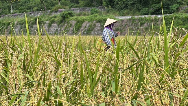 颱風天兔恐影響台東 農改場籲農友強化防颱注意焚風 | 華視新聞