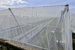 颱風天兔影響 高市農業局提醒葉菜瓜果採收