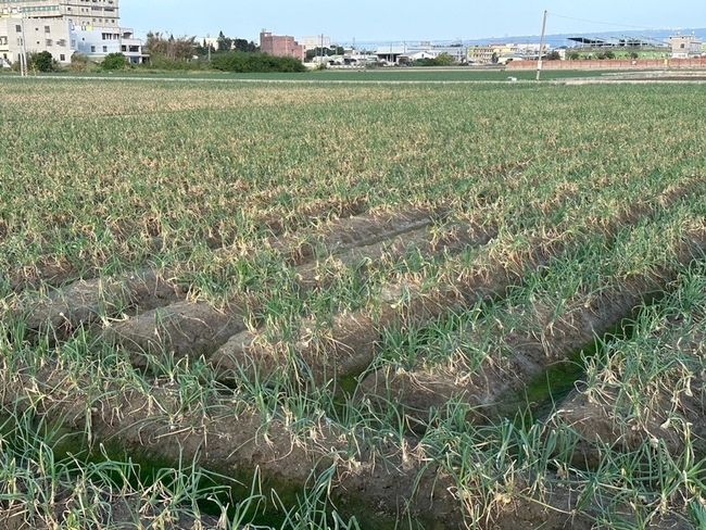 颱風康芮影響 彰化蕎麥等災損作物公告現金救助 | 華視新聞