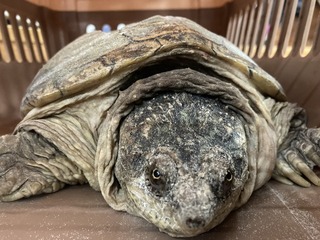 苗縣擬鱷龜待認領 預計11/22有條件開放認養