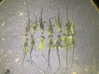 綠鬣蜥出沒雲林口湖鄉  公所研擬獵蜥計畫