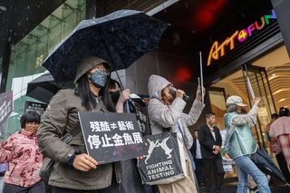 動保團體抗議百貨餐廳金魚展 北市：展期間會稽查