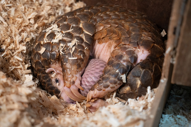 救傷穿山甲成保育生力軍 北市動物園喜迎雙寶 | 華視新聞