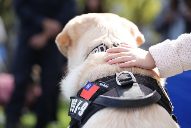 退休警犬「福星」人氣旺 代言消警月曆吸睛焦點 | 華視新聞