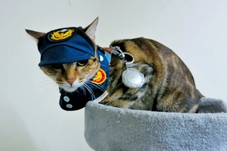 桃園獲救浪貓Long Stay派出所   獲贈制服升格所貓