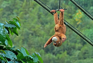 保護咖啡豆不被猴子偷吃  農民吊「猩猩」布偶警示