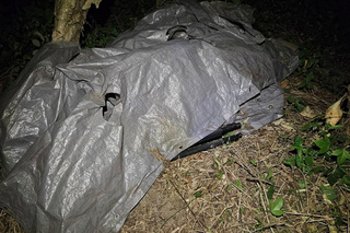 台南查獲誘拍草鴞6人送辦 5雛鳥緊急安置照護