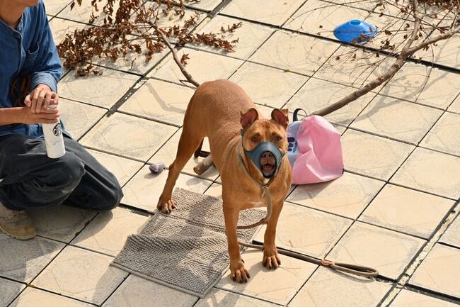 竹縣比特犬「尖石」咬死人 監禁3年可戴口罩出籠 | 華視新聞