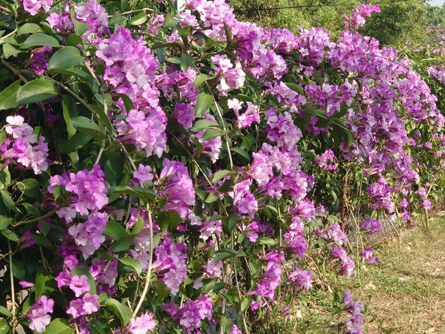 彰化仙草花浪漫爆發 蒜香藤綻放如紫色瀑布 | 華視新聞