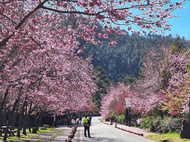 武陵櫻花季防「假登山」 雪霸加強入園查核 | 華視新聞