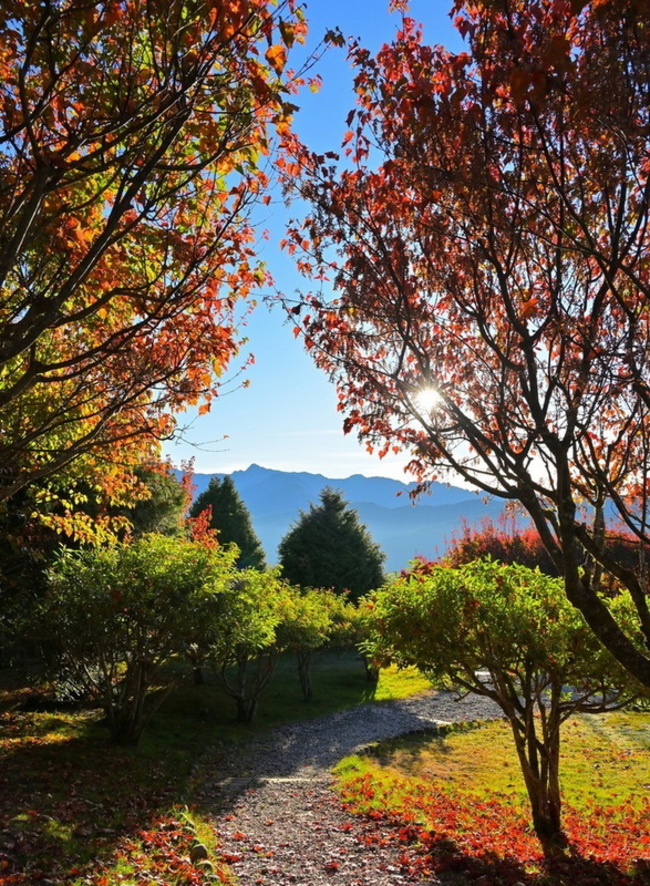 冷氣團報到阿里山楓葉加速轉紅  最佳觀賞時節 | 華視新聞