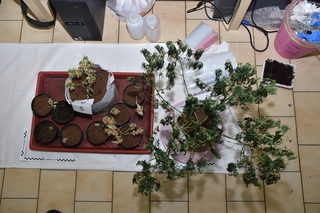 農業科系畢業走歹路  2男自學種大麻市價2850萬