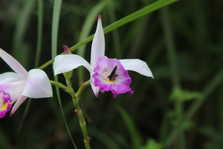復育極危植物葦草蘭 新北培育3千株實生苗回野地