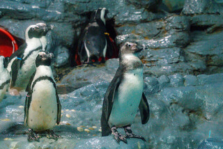 與上海簽MOU  北市動物園擬以黑腳企鵝換小貓熊