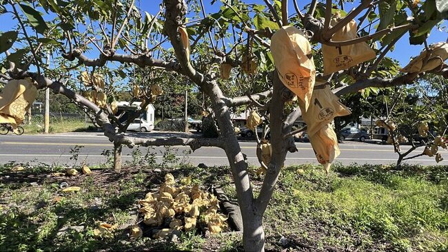 台東氣溫恐降至13度  農改場籲秧苗等作物防寒 | 華視新聞