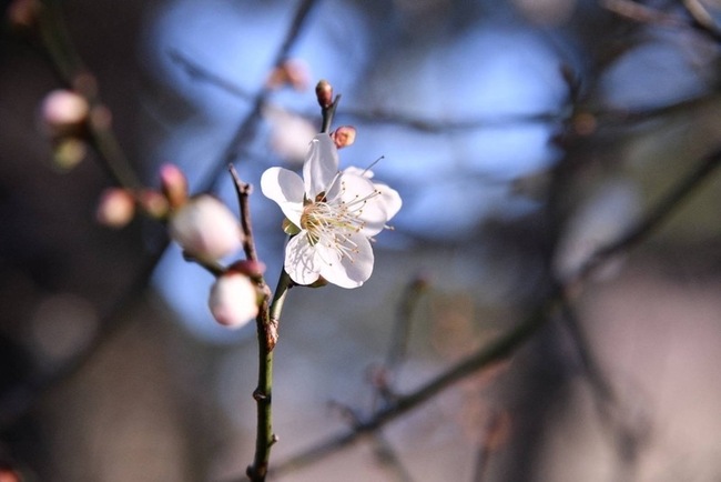 桃園角板山梅花季114年初登場 霹靂布袋戲偶站台 | 華視新聞