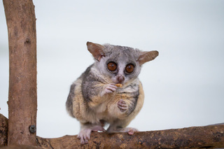 北市動物園：收容5隻嬰猴114年元旦亮相