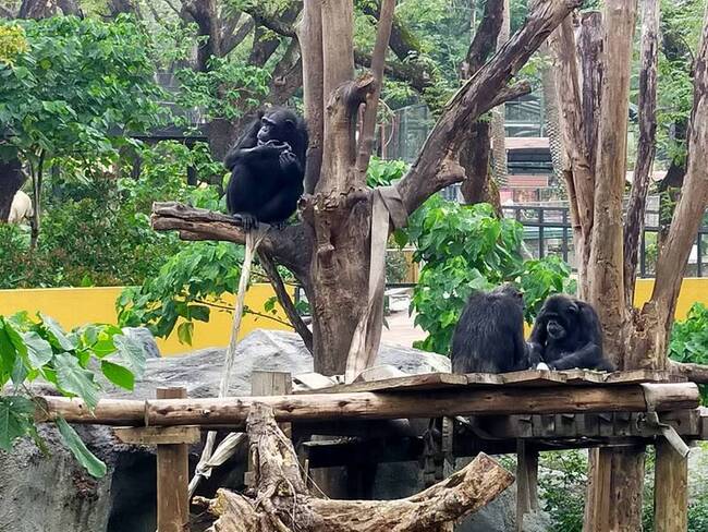 野生獼猴誤闖壽山動物園展場 遭黑猩猩攻擊致死 | 華視新聞