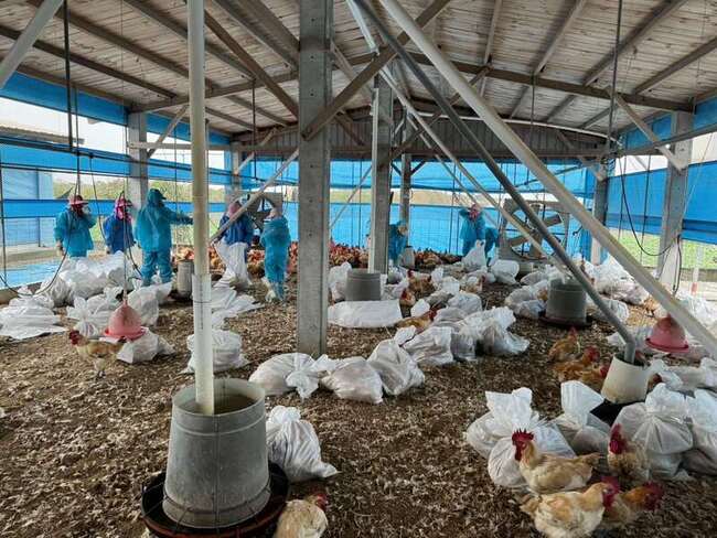 雲林禽流感疫情升溫  撲殺上萬隻紅羽土雞 | 華視新聞