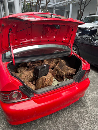 竹縣山老鼠盜牛樟木 遭警識破法辦