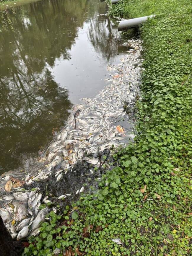 台南巴克禮公園浮現大批魚屍  水質初檢正常 | 華視新聞