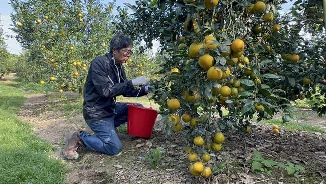 惡火毀所有農具果園無傷 54歲雲林果農殷盼青農接手 | 華視新聞