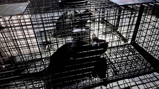 三重損鄰案  動保處救出3隻貓咪