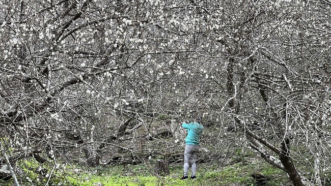 113年11月颱風打亂花期 南橫梅花「三弄」有機會 | 華視新聞