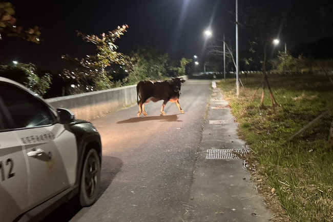 台南深夜有牛逛大街 警聯繫飼主帶回並開罰 | 華視新聞