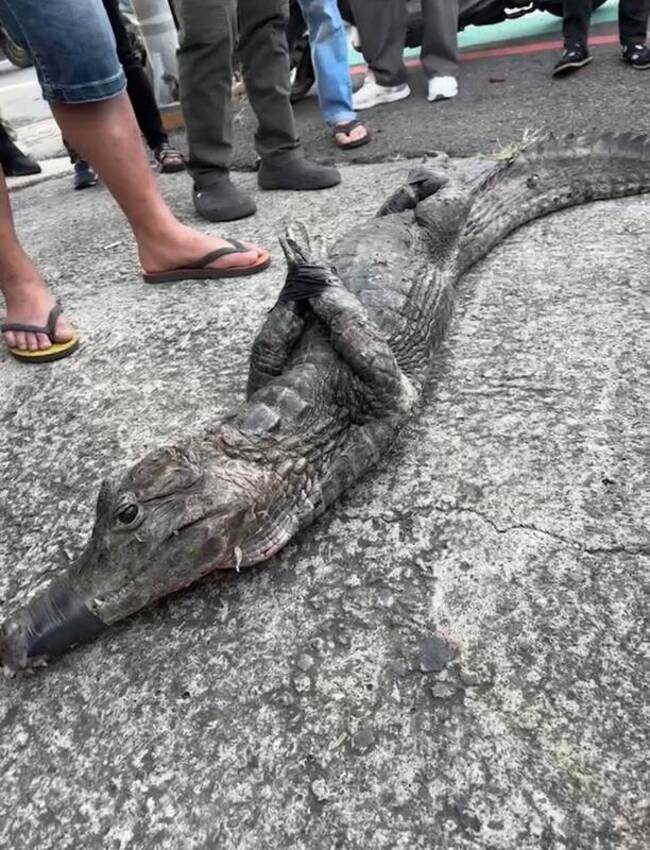 屏東恆春鎮水溝出現鱷魚 已被捕獲將送屏科大 | 華視新聞