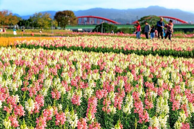 10萬餘粉色花草迎春  點綴北市古亭河濱公園 | 華視新聞