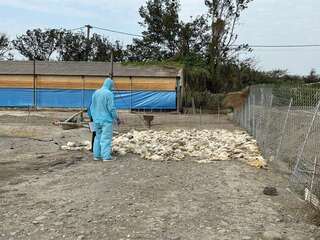 雲林1肉鵝場感染H5N1  撲殺402隻