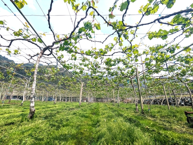 葡萄催芽不再怕寒流 氰滿素高效又安全 | 華視新聞