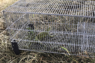 台南114年首場綠鬣蜥防治訓練 16日起報名限額100人