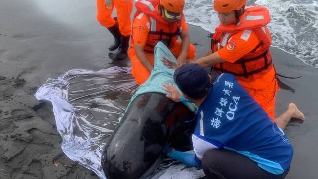 海保署招5名海洋保育巡查員郵寄報名 起薪近3.8萬 | 華視新聞