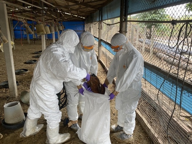 台南市麻豆區某土雞場感染禽流感  撲殺逾7000隻 | 華視新聞