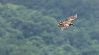 全台黑鳶同步調查 945隻數量再創新高
