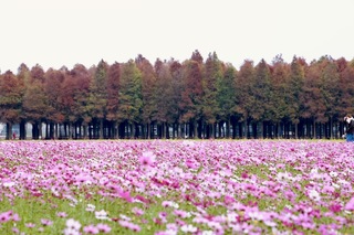 台南六甲落羽松季開幕 嫣紅美景綻放