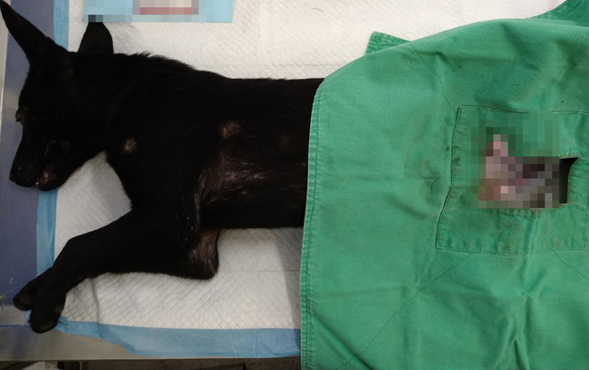 議員指補助毛孩絕育費低  北市府研議115年提高 | 華視新聞