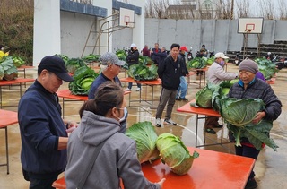 聽飛機聲音長大 澎湖烏崁高麗菜王單顆逾19斤