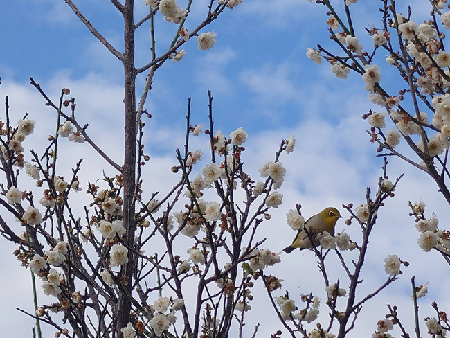 彰化芬園萬棵鴛鴦梅大爆發 綠繡眼穿梭宛如花鳥畫 | 華視新聞