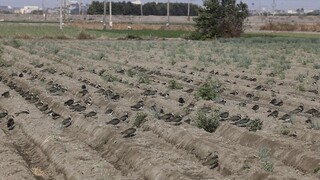 土豆鳥全台同步普查  逾1.6萬隻創歷年新高