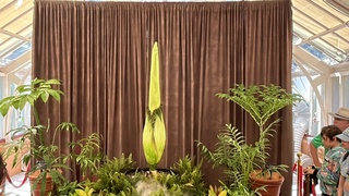 雪梨「屍花」睽違15年將盛開  千人線上守候