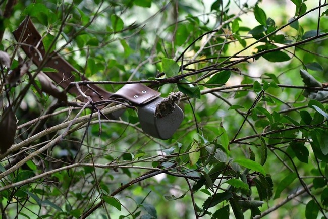 台東野放黑熊傳死亡訊號 快閃搜尋隊前彷彿來報平安 | 華視新聞