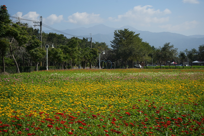 屏東新埤休閒公園  大武山前花海
