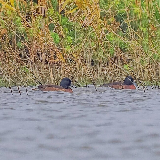青頭潛鴨現蹤茄萣濕地  每年來台度冬不到10隻 | 華視新聞