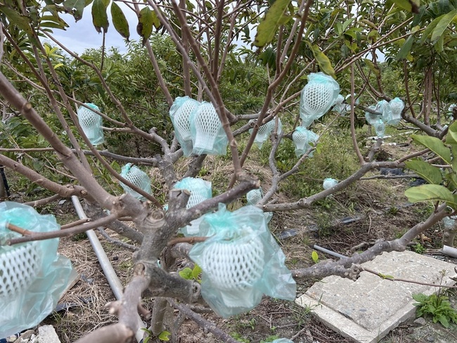 春節寒流將至 農改場籲農友做好作物防寒 | 華視新聞