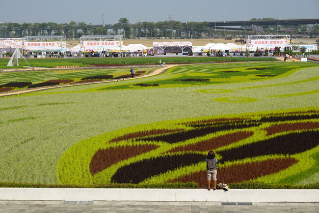 屏東熱博開幕  遊客可走入如畫布般彩稻田 | 華視新聞